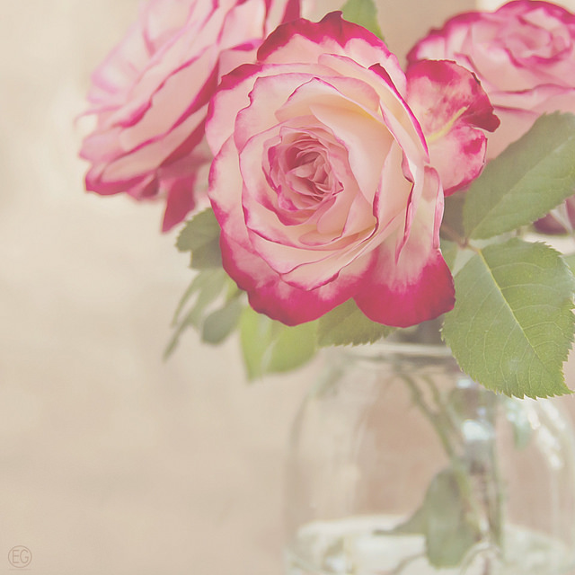 roses blanches et roses en bouquet
